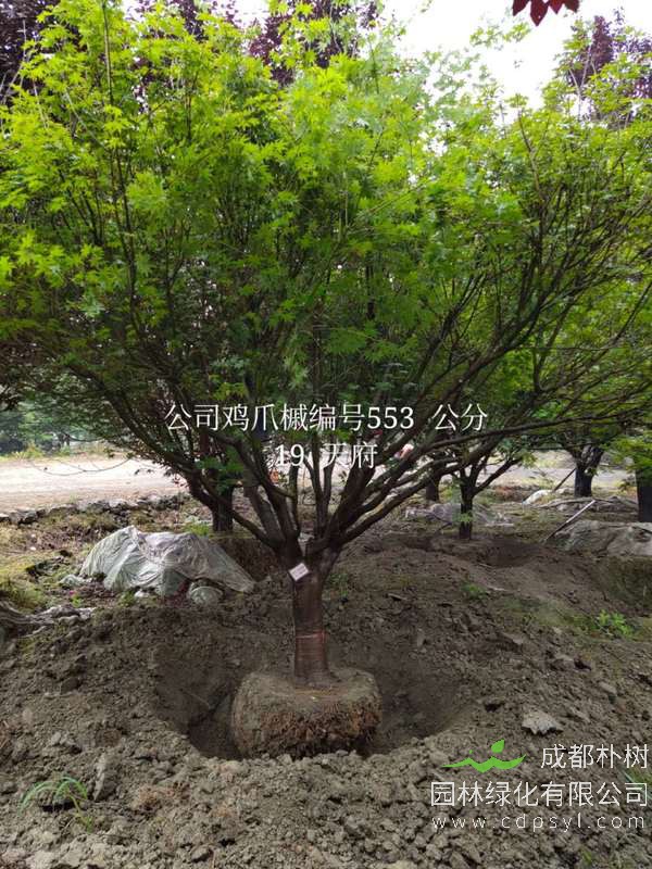 胸径15公分鸡爪槭价格,重庆哪里可以买到鸡爪槭